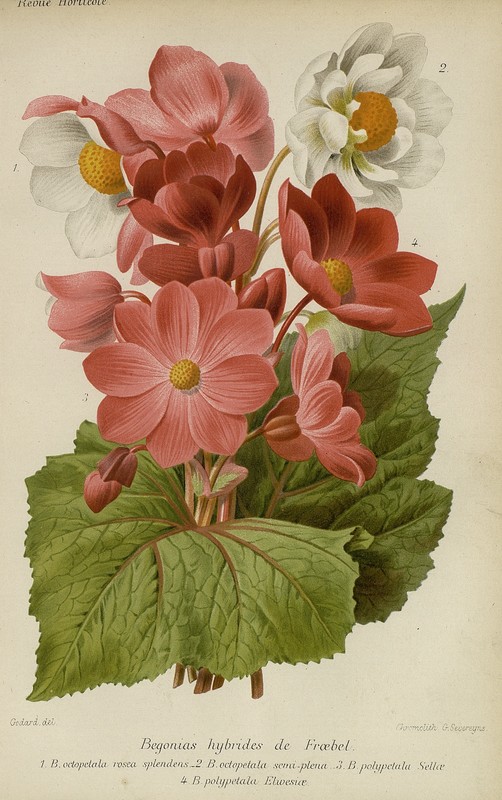 B. ‘Polypetala Sellae’